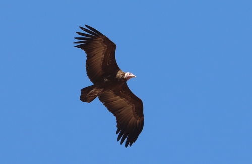 Hooded Vulture