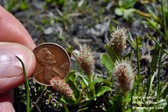 Salix petrophila