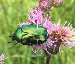 Cetonia aurata