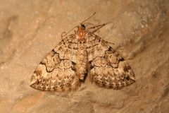 Thera contractata