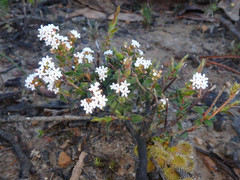 Leucopogon concurvus