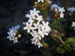 Leucopogon concurvus