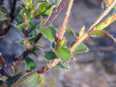 Leucopogon concurvus