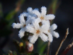 Leucopogon concurvus