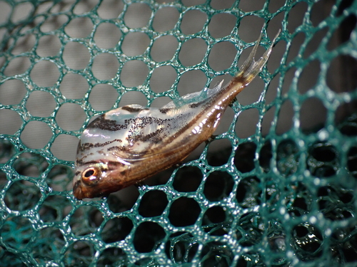 Marbled hatchetfish (Carnegiella strigata) — Gasteropelecidae — 2