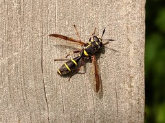 Sphiximorpha willistoni