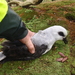 White-headed Petrel - Photo (c) Dave Houston, some rights reserved (CC BY-NC), uploaded by Dave Houston