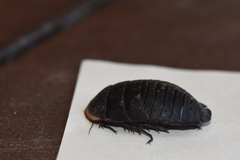 Polyphaga aegyptiaca