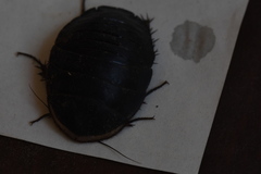 Polyphaga aegyptiaca