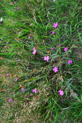 Dianthus chinensis