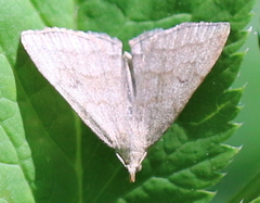 Pechipogo strigilata