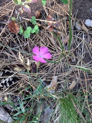 Dianthus campestris