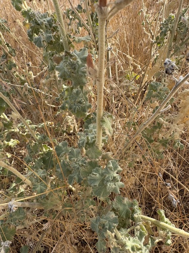 Tehachapi bushmallow (Malacothamnus orbiculatus)