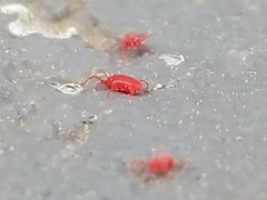 Parasitiformes
