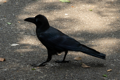 Corvus macrorhynchos japonensis