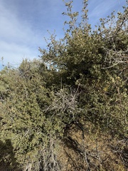 Muller's Oak (Quercus mulleri)