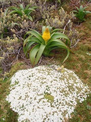 Phyllachne clavigera