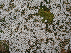 Phyllachne clavigera