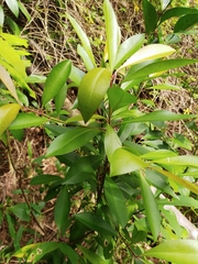 Ardisia squamulosa