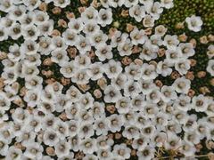 Phyllachne clavigera