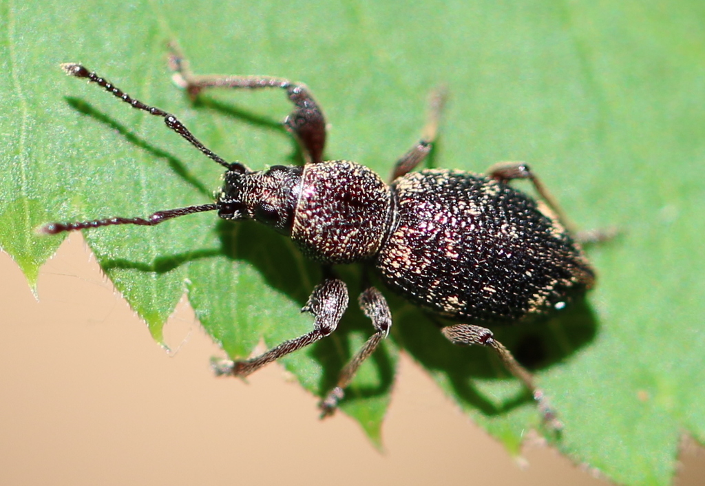 Otiorhynchus fullo