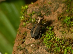 Cylindera dromicoides
