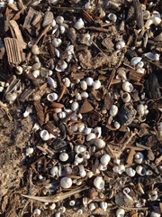 Lithoglyphus naticoides