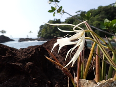 Rhopalorrhachis Brassavola (Brassavola rhopalorrhachis)
