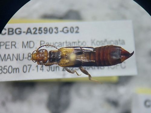 Carcinophora haenschi
