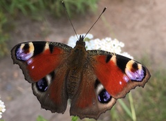 Aglais io