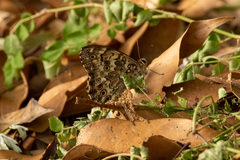 Neope goschkevitschii