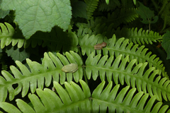 Rhacophorus malabaricus