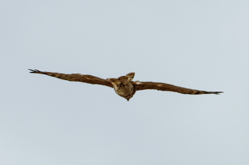 Madagascar Cuckoo-Hawk (Aviceda madagascariensis), photo 10