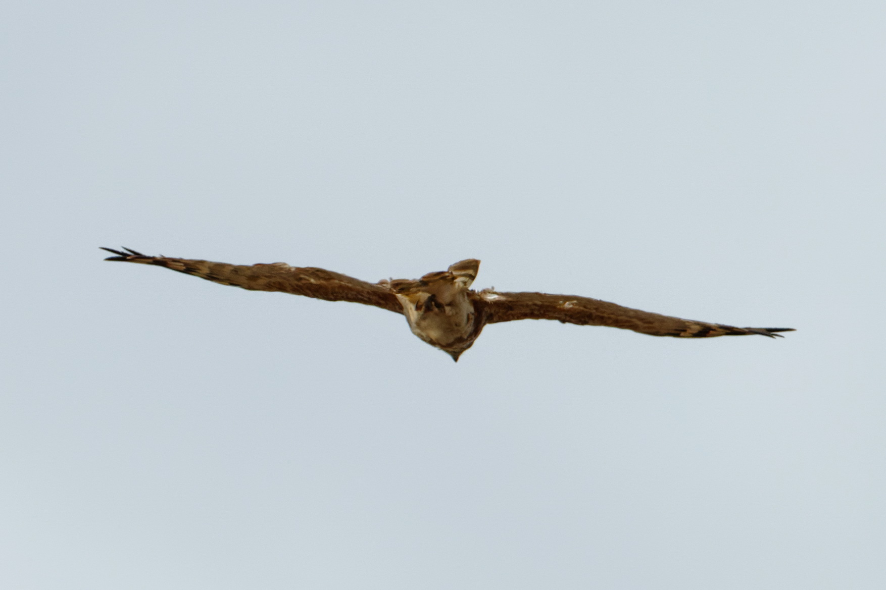 Madagascar Cuckoo-Hawk (Aviceda madagascariensis), photo 3