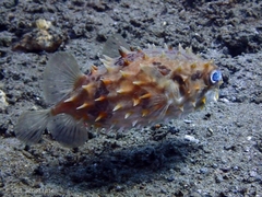 Cyclichthys orbicularis