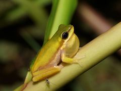 Litoria bicolor