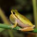 Northern Dwarf Tree Frog - Photo (c) Reiner Richter, some rights reserved (CC BY-NC-SA), uploaded by Reiner Richter