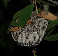 Ropalidia socialistica