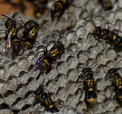 Ropalidia socialistica