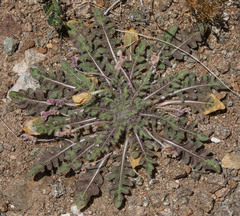 Oenothera primiveris