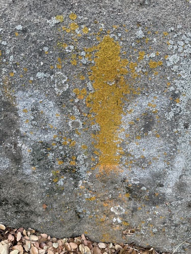 iNaturalist observation photo of Sac Fungi and Lichens