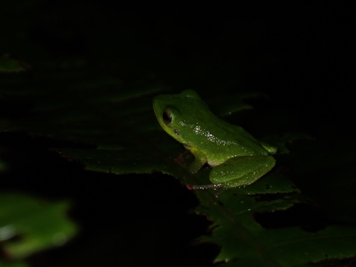 Pristimantis viridis