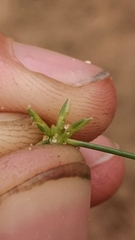 Cyperus grayioides
