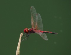 Celithemis bertha