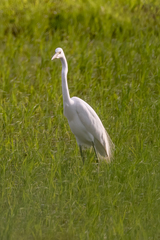 Ardea alba