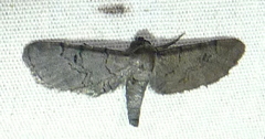 Exelis pyrolaria