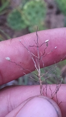 Dichanthelium villosissimum