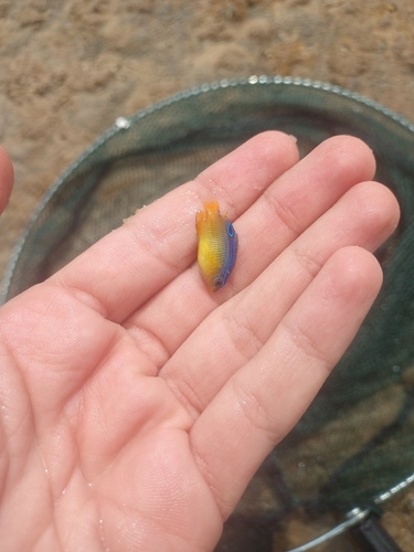Cocoa damselfish (Stegastes variabilis) — Pomacentridae — 2