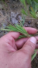 Dichanthelium villosissimum