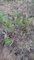 Dichanthelium villosissimum